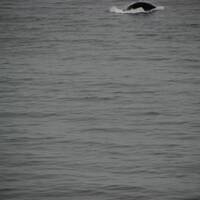 Orca langs de kust