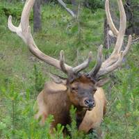 Dag 11 Yellowstone Bull-Elk