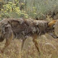 Dag 12 Grand teton coyote