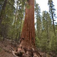 SequoiaTree
