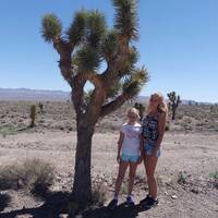 Nevada woestijn Joshua tree