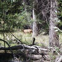 Mooi groot mannetjeshert gespot in Yosemity 