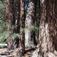 Prachtige hoge sequoia's in yosemity