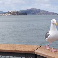 De Alcatraz op achtergrond