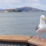De Alcatraz op achtergrond