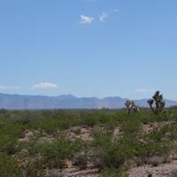 Cactus bomen in de desert van Nevada