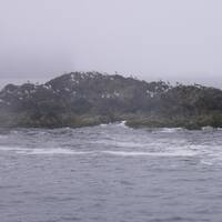 zeeleeuwen gespot vanuit de boot vanuit uclulet