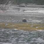 zwarte beer gespot vanuit de boot vanuit ucluelet