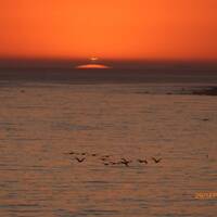 Zons ondergang bij El Capitane met pelikanen