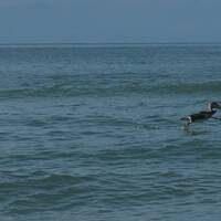 Een bruine pelikaan stijgt op bij Venice South