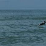 Een bruine pelikaan stijgt op bij Venice South