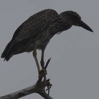 Vogel in de Everglades