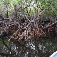 Mangroves in de Everglades