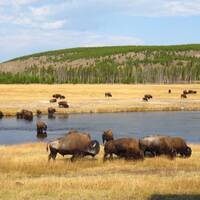 Bisons in yellowstone