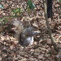 Een eekhoontje in Central park. 
