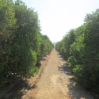 sinasappelboomgaard