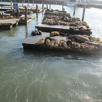 zeehonden f-wharf