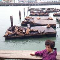 Zeehonden in San Francisco 