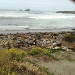 Elephant Seals in San Simeon - North Coast.
