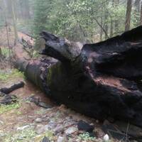 Verbrande Sequoiaboom