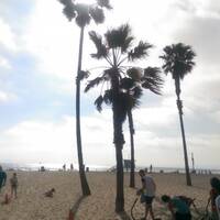 Palmbomen langs Venice Beach