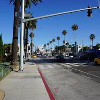 De  bekende Palmbomen in LA