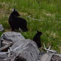 zwarte beren op weg naar Maligne Lake