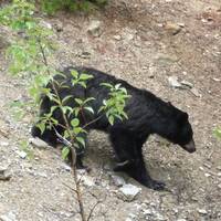 Eindelijk, een zwarte beer langs de weg aan de Icefield Parkway.