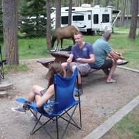 Bezoek van een Elk(edelhert) op Whistlers Campground bij Jasper.