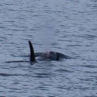 Er kwam ook een groep orca's voorbij.