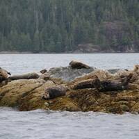 Een rots vol zeehonden.