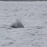 De rug van een walvis even boven water.