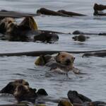 Zee-otters, rustend op het zeewier.