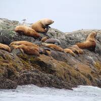 Groep zeeleeuwen op de rotsen.