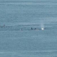 Een groep orka's zwommen voorbij.