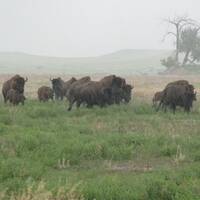 aanstormende bisons