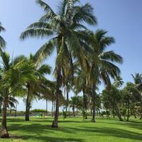 Palmbomen aan Ocean Drive