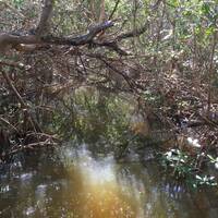 Mangrove - natuurpark Sanibel