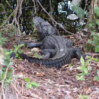 Alligator in the everglades 