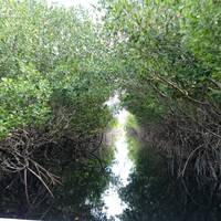 De Mangrove tunnels 