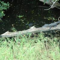 Schildpad en alligator samen