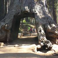 Sequoiaboom in Tuolomne Grove