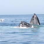 Whale Watch, etende humpback