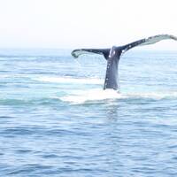 Whale watch, humpback staart.