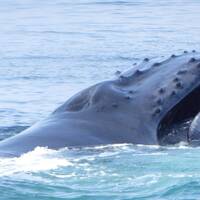 Whale watch,  humpback kop.