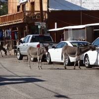 In Oatman AZ zijn de ezels de baas.