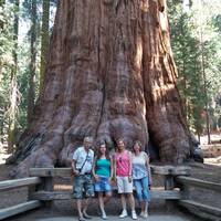 De GROOTSTE Sequoia