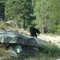 De beer in Sequoia 