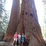 grote Sequoias 