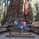 De grootste Sequoia 